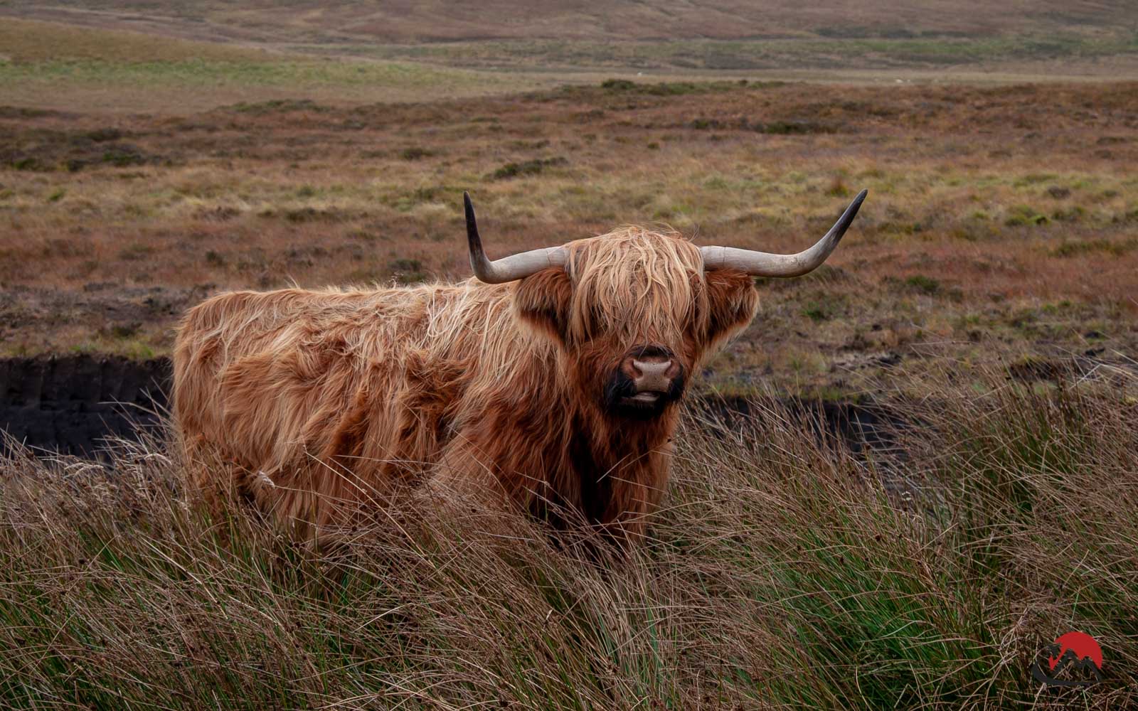 Highland Cattle Bull